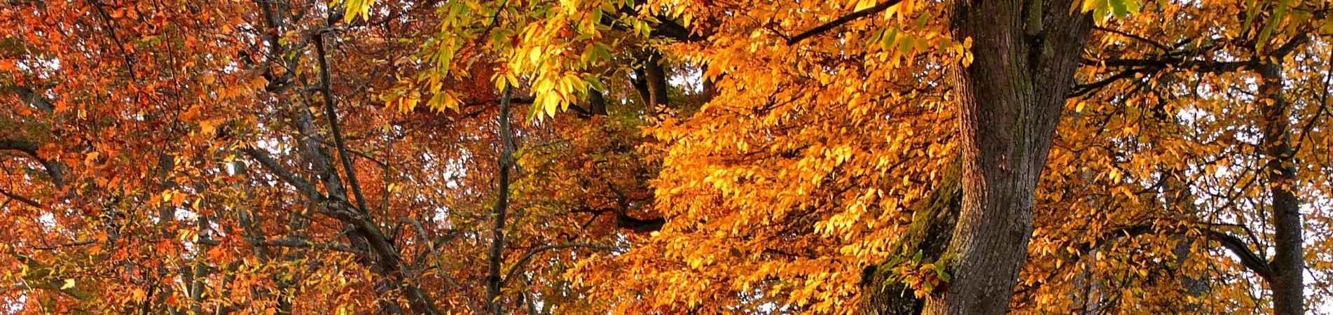 image description here